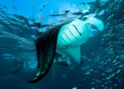 istock__large.jpg.webp