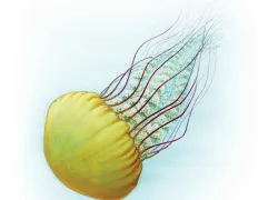 jellyfish-facts.jpg.webp