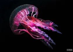jellyfish-image.jpg.webp