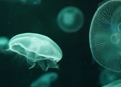 Jellyfish