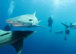 florida shark scuba diving