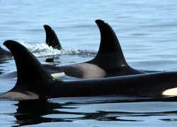 killer_whale_australia_istock_.jpg.webp