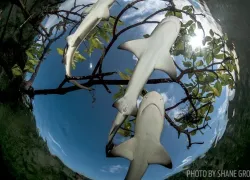lemon-sharks-eleuthera-bahamas.jpg.webp