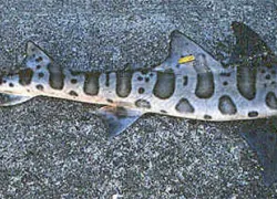 leopard shark