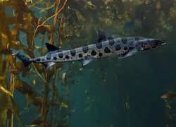 leopard shark