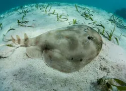 lesser-electric-ray-shutterstock-ethan-daniels.jpg.webp