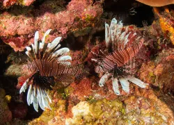 Lionfish Cayman Islands