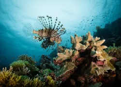 lionfish_Ye Choh Wah_shutterstock__edit.jpg.webp