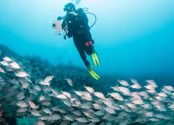 Lureen Ferretti/REEF
