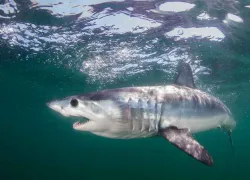 mako shark predicts presidential race