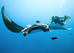 Manta Ray and Scuba Diver