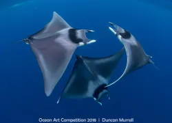 ocean art 2018 contest winner devil ray