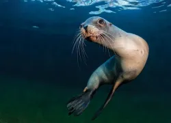 marine-species-sea-lions-fonline-digitale-spd.jpg.webp