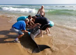 helping a stranded sperm whale