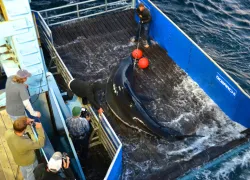 Mary Lee being tagged