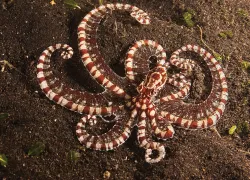 muck-diving-mimic-octopus-istock-teaser-.jpg.webp