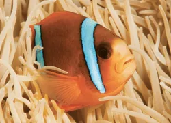 must-dive_anemonefish_sawyer.jpg.webp