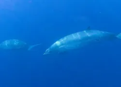 Possible new whale species