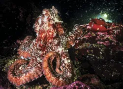 octopus-post_edit.jpg.webp