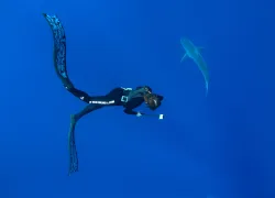 one ocean diving