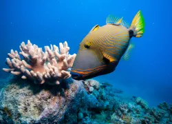 orange-lined triggerfish