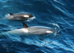 orca and her calf