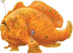 painted_frogfish_illustration_emily_damstra.jpg.webp