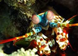 peacock-mantis-shrimp-shutterstock.jpg.webp