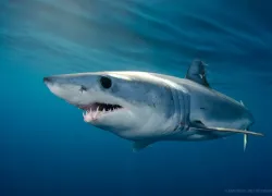 mako shark