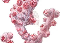 pygmy-seahorse-fun-facts-illustration.jpg.webp