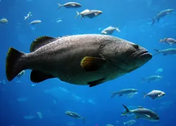 Queensland grouper in an aquarium