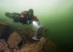 rebreather-diver-quarry-fish-shutterstock-janik-rybickajpg.jpg.webp