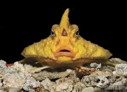 red-lipped-batfish.jpg.webp
