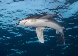 redseaoceanic_BrandiMueller.jpg.webp
