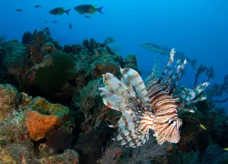 Invasive lionfish on the coral reefs of the Caribbean