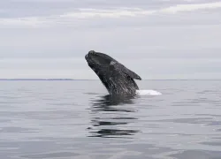 right whale breaching