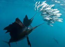 sailfish-swimming-speed.jpg.webp