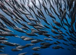 Sardine school