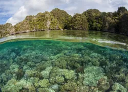 Healthy Corals in Raja Ampat, Indonesia