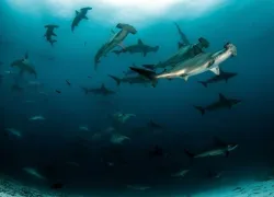 scalloped-hammerheads-tomas-kotouc-shutterstock_.jpg.webp