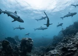 schooling-grey-sharks-shutterstock-lewis-burnett.jpg.webp