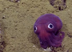 Cute stubby squid found in deep water off California