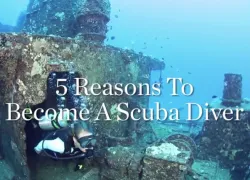 scuba diver certification
