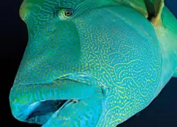 scuba-diving-humphead-wrasse.jpg.webp