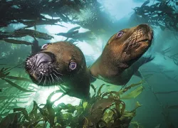 sea-LIONS_edit.jpg.webp