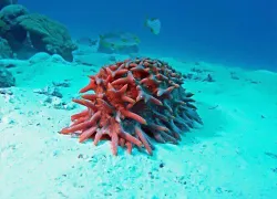 Sea Cucumber