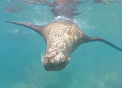 sea lions playing