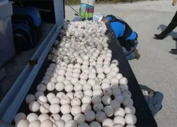 sea turtle egg theft