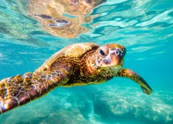 Sea turtle near camera