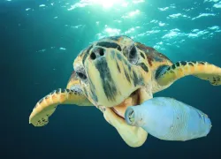 sea-turtles-smell-ocean-plastic-shutterstock.jpg.webp